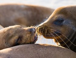 Galapagos Island National Park sea lion with young