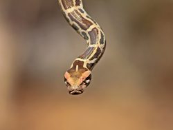 Gir National Park Indian python