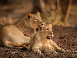 Lioness with young lion in Gir park