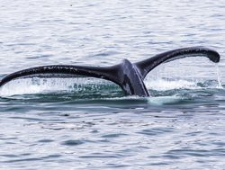 Big tail of a humpback whale in Glacier Bay