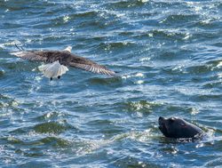 Glacier Bay National Park eagle and sea lion