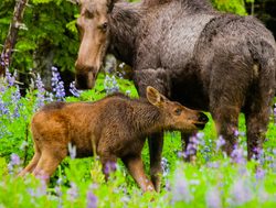 Glacier Bay National Park moose_