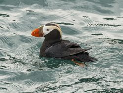 Glacier Bay National Park puffin