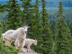 Mountain goat in Glacier Bay National Park