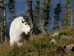 Glacier National Park Canada mountain goat