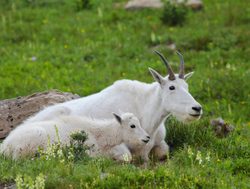 Glacier National Park Mountain Goat with baby