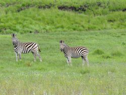 Golden Gate Highlands National Park zebra