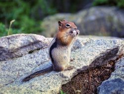 Grand Tetons National Park chipmunk