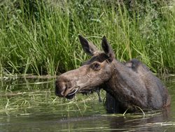 Grand Tetons National Park moose in marsh