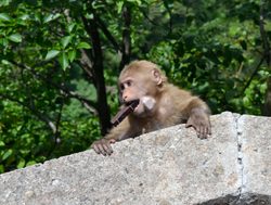 Huangshan National Park monkey