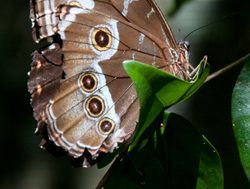 Iguacu Falls butterfly