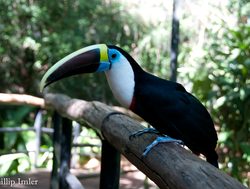 Iguacu Falls toucan with blue