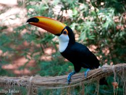 Iguacu Falls toucan