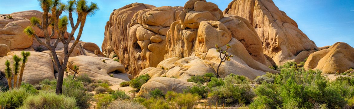 Featured image for Joshua Tree National Park