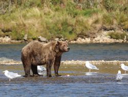 Katmai National Park grizzly bear and sea gulls