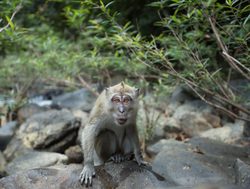Khao Sok National Park macaque monkey