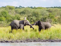 Khaudum National Park elephants playing