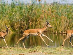 Khaudum National Park impala running