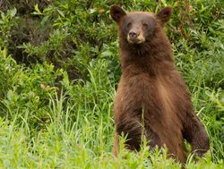 Kluane National Park grizzly bear