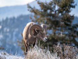 Kootenay National Park big horn sheep