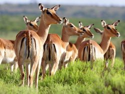 Kruger National Park impala