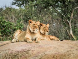 Kruger National Park pair of lions