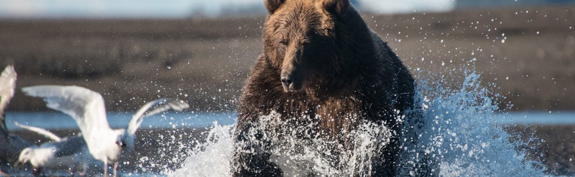 Featured image for Lake Clark National Park