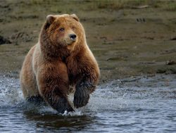 Lake Clark National Park Brown Bear