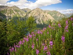 Lake Clark National Park wildflowers