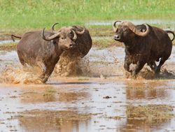 Lake Manyara National Park buffalos