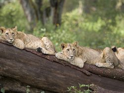 Lake Nakuru National Park lions on tree