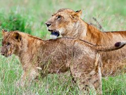 Lake Nakuru National Park mother lion with young