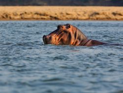 Lower Zambezi National Park hippo