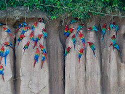 Manu National Park wild macaws
