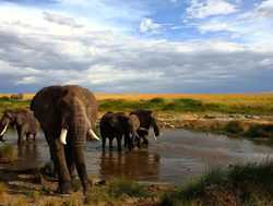 Masaii Mara elephants at water hole