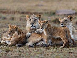 Masaii Mara mother lion with cubs