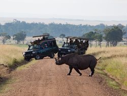 Masaii Mara safari with Rhino