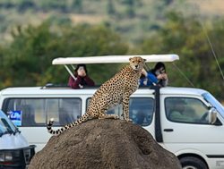 Masaii Mara viewing a cheetah