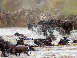 Masaii Mara wildebeest crossing river