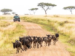Masaii Mara wildebeest crossing road
