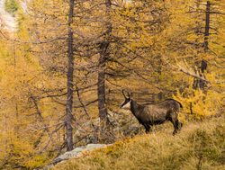 Mercantour National Park chamois in forest