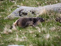 Mercantour National Park marmot walking