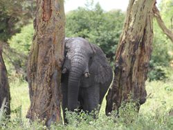 Mount Meru National Park elephant scratching