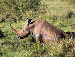 Mount Meru National Park rhino with long horn