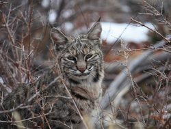 Bobcat in Mesa Verde National Park bobcat