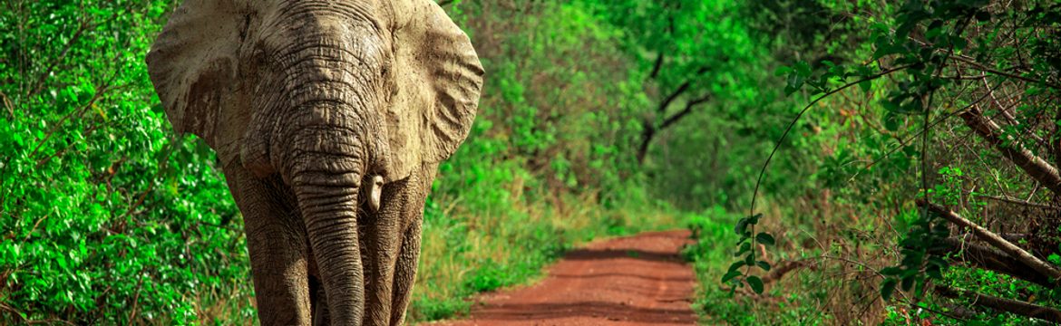 Featured image for Mole National Park