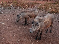 Mole National Pak warthog