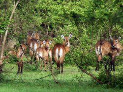 Mole National Park kob herd