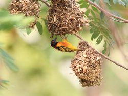 Mole National Park village weaver