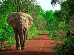 Mole National Park